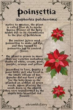 a poem with poinsettia written on it