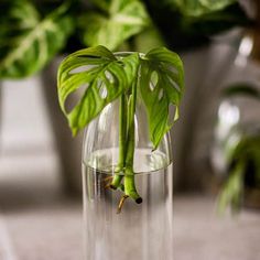 a green plant in a clear glass vase