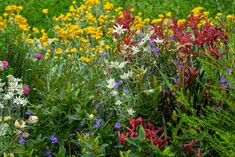 colorful wildflowers and other plants in a field