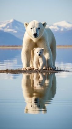 a mother polar bear and her cub standing on the water's edge with mountains in the background