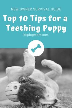 a dog laying on its back with the title top 10 tips for a teething puppy