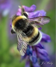 a bee that is sitting on some purple flowers