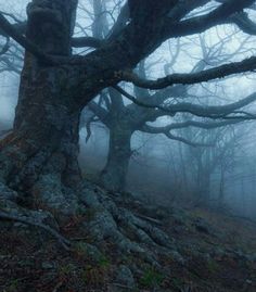 an old tree in the middle of a foggy forest