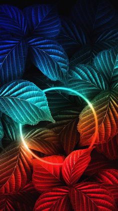 an image of colorful leaves in the dark