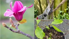 four different pictures of flowers and trees in the same photo, including one pink flower with green leaves