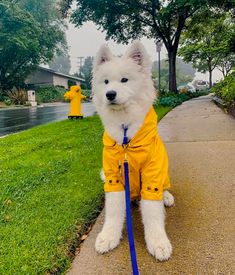 a white dog wearing a yellow raincoat and leash sitting on the side of a sidewalk