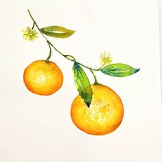 two oranges with leaves and flowers on a white paper background, one is still attached to the branch