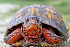 an orange and black tortoise laying on top of the ground next to grass