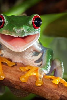 The Meaning of Frog Dreams Tree Frog, Frogs, Top 10, The 10, The World, Red