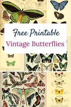 collage of vintage butterfly paintings with text overlay Vintage Butterfly Prints Free Printable, Free Cottagecore Printables, Hidy Hole, Free Butterfly Printables, Free Vintage Posters, Ephemera Printables Free, Public Domain Images Vintage, Free Downloadable Prints, Vintage Insect Prints