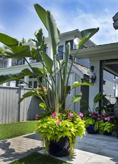 patio flower pots stands design ideas aesthetics Full Sun Container Plants, Pool Plants, Florida Landscaping, Tropical Backyard, Garden Vines, Container Gardening Flowers, Garden Containers, Tropical Landscaping, Pool Landscaping