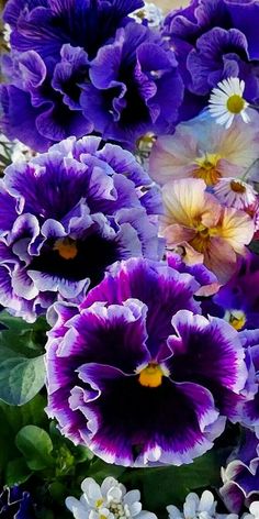 purple and white flowers with green leaves in the background