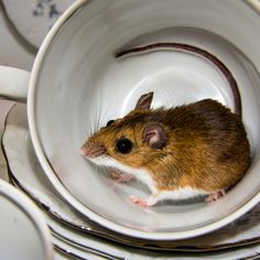 a brown and white mouse sitting in a coffee cup on top of china cups with saucers