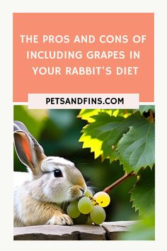 The Pros and Cons of Including Grapes in Your Rabbit's Diet https://petsandfins.com/can-rabbits-eat-grapes Feeding Grapes, Benefits Of Grapes, Grapes Benefits, Rabbit Diet, Upset Tummy, Bunny Stuff, Food Types