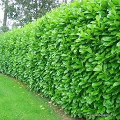 a hedge is shown next to a sidewalk