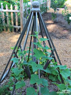 an outdoor garden with plants growing in the ground and on top of metal structures that are shaped like pyramids