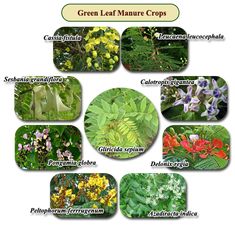 many different types of plants and flowers in the forest with names on them for each plant