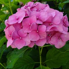 pink flowers with green leaves in the background