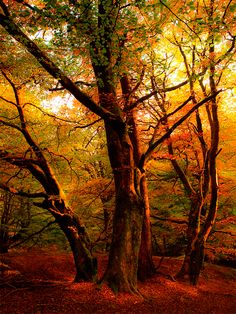 a painting of trees in the woods with yellow leaves