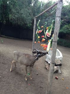 a deer that is standing next to a cage with food on it's back