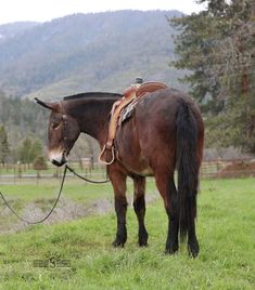 a brown horse standing on top of a lush green field