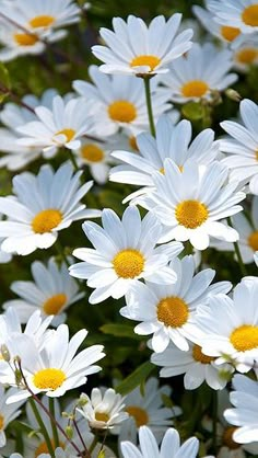 many white flowers with yellow centers in the middle