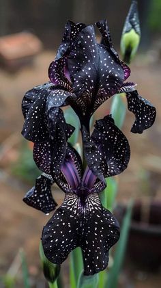 a black flower with white spots on it