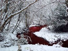 snow covered trees and water in the middle of a wooded area with red river flowing through it