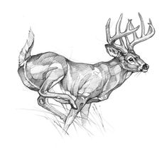 a drawing of a deer running through the grass