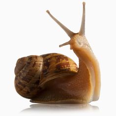 a snail with it's head in the air and its eyes closed, on a white background