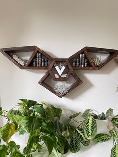 some plants and bottles are hanging on the wall