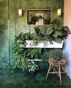 some plants are sitting on a shelf in a room with green walls and floor tiles