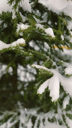 a pine tree with snow on it's branches