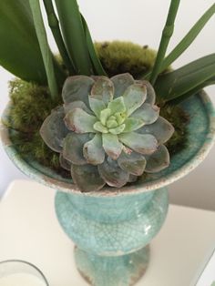 there is a small green plant in a blue vase on the table next to a glass of milk