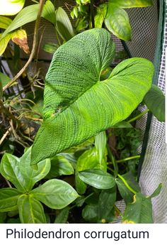 a large green plant with leaves growing on it's sides and the words, phlodendronon corugattum