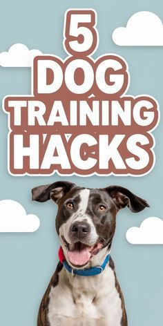 a brown and white dog with the words 5 dog training hacks on it's head