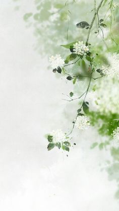 white flowers and green leaves on a branch