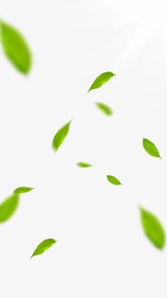 green leaves flying in the air on a white background