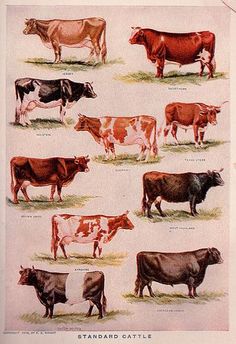 an image of cows in different colors and sizes