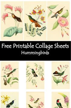 the free printable collage sheets for hummingbirds