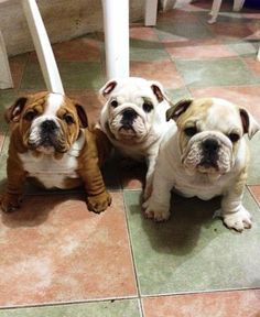 three puppies sitting on the floor next to each other and looking at the camera