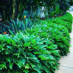 green plants line the side of a sidewalk