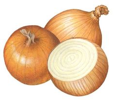 two onions and an onion are shown in this drawing, which appears to have been drawn with colored pencils