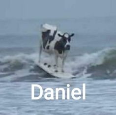 a cow standing on top of a surfboard in the ocean