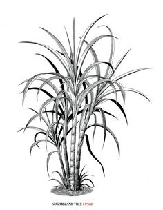 a black and white drawing of a plant