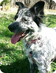 a dog standing in the grass with its tongue out