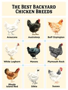 the best backyard chicken breeds for chickens and roosters to breed in their own yard