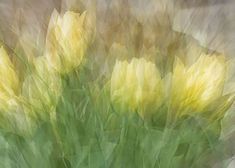 a blurry photograph of yellow tulips in bloom