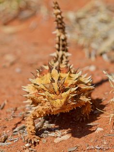 a close up of a small plant on the ground