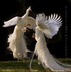 two white peacocks with their wings spread out in front of the camera, and one is